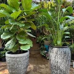 A Ficus Lyrata and a Bird of Paradise, two of the most popular statement plants, paired with large, designer planters. This combination is perfect for creating a high-end, contemporary look.