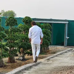 Here I am walking through my outdoor section dedicated to large-scale Ficus bonsai. I spend a lot of time here ensuring each tree is healthy and perfectly maintained.