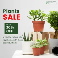 Our plant sale is on, with up to 30% off. Invite nature into your home with these beautiful finds, perfect for gifting or treating yourself.