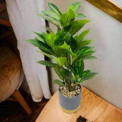 A lush, all-green tabletop plant that mimics the look of a healthy indoor foliage plant. Its compact size makes it versatile enough for an office desk or a small shelf in your living room.
