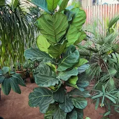 Simply Fiddle. The Fiddle Leaf Fig is an elegant plant with huge, violin-shaped leaves that makes a sophisticated statement in any home.