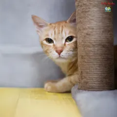 A curious ginger tabby peeking out from behind a scratching post. Our cat enclosures are designed with plenty of spots for hiding and observing.