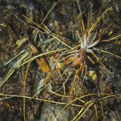 A camel spider, or Solifugae, on the forest floor. These creatures are neither spiders nor scorpions and are one of the least documented species in Delhi NCR.