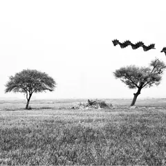 The graceful, wave-like flight path of an Imperial Eagle over the farmlands of Najafgarh, captured in black and white.