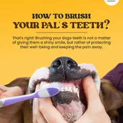 Brushing your pal's teeth isn't just for a shiny smile, it's crucial for their overall well-being. Regular dental care helps prevent painful issues down the line, keeping them happy and healthy.