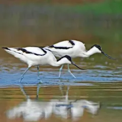 A pair of Pied Avocets forages in the shallows. Their unique, upturned beaks are specialized for sifting through mud and water to find insects and crustaceans.