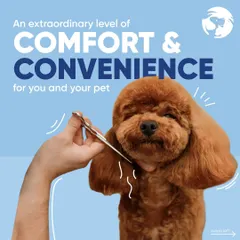 I provide precise, gentle trims for a perfect look. This close-up of a poodle getting a haircut highlights the comfort and convenience of my at-home pet grooming service, where your pet gets my undivided attention.