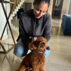 Meet Cookie, a beautiful miniature poodle. I work with dogs of all breeds and sizes, tailoring my approach to their individual personality and needs. Every dog is a new and exciting challenge.