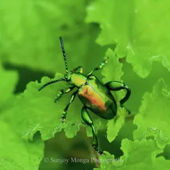 Like an iridescent jewel in the herbage, a glorious Jewel Beetle sits on a leaf. Its metallic sheen catches the light, a tiny, living gem that is easy to miss but breathtaking when you take the time to look.