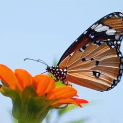 A healthy garden is a habitat for wildlife. By avoiding chemical pesticides, we create a safe haven for beneficial insects like bees and butterflies, which are crucial for pollination and a balanced ecosystem.
