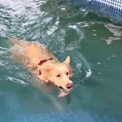 A Golden Retriever enjoying a leisurely swim. The pool is large enough for dogs to paddle around comfortably.