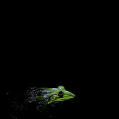The monsoon is here, and so are the Indian Bull Frogs. The males turn this stunning bright yellow during the breeding season to attract mates, creating a vibrant spectacle in the wetlands.