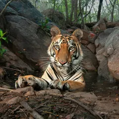 A magnificent tiger takes a moment to cool off in a forest waterhole, looking directly into the camera. Capturing such an intimate and direct gaze requires immense patience and a deep understanding of the animal's behavior and territory.