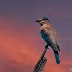 An Indian Roller perched against a dramatic sunset sky in Jim Corbett National Park. Capturing wildlife is about patience and being ready for that one perfect moment when the light and the subject align.