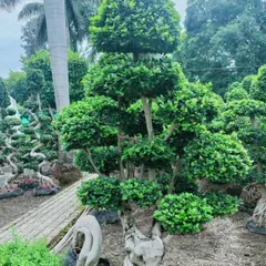 A multi-tiered Ficus topiary, carefully shaped over years. These are perfect for adding formal structure and elegance to an entrance or landscape design.