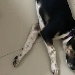 After a good play session, Kaali loves to stretch out and nap on the cool floor. She is a very calm and well-behaved puppy who is already learning what it's like to live in a home.