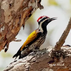 A classic profile of the Malabar Flameback woodpecker. It paused for a moment, giving me a perfect opportunity to capture its striking patterns and alert posture.