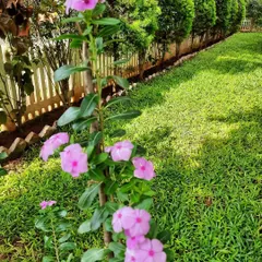 A beautiful, established lawn using shade-tolerant grass. This variety thrives even with partial tree cover, and is complemented by flowering plants and a neat border.