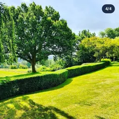 Another view of a beautifully shaped hedge bordering a large lawn. This kind of precise hedge work, known as topiary, adds structure and elegance to any garden design.