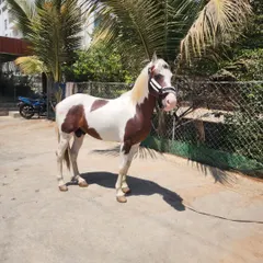 Our new stallion standing proud. We take great care in selecting horses that are not only beautiful but also have the stamina and temperament for our trail adventures.