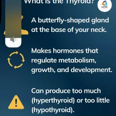 The thyroid is a butterfly-shaped gland at the base of your neck that regulates your metabolism. It can become overactive (hyperthyroid) or underactive (hypothyroid), but both can be managed with a holistic lifestyle approach.