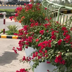The vibrant red Bougainvillea flowers spill over the side of the planters, softening the concrete and steel structure of the ramp.