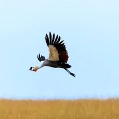 A Grey Crowned Crane in elegant flight over the savanna. I teach my clients how to capture these graceful flight patterns, with the neck extended and legs trailing behind.
