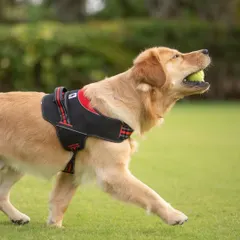 A golden retriever in his element, happily trotting across the grass with a tennis ball in his mouth.
