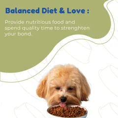 A balanced diet and lots of love are the two most important things we provide. We ensure all our dogs and puppies receive nutritious food and plenty of quality time with our team to build a strong, positive bond.