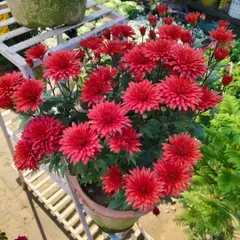 A pot full of vibrant red Chrysanthemums. These are popular for their bright colors and are perfect for adding life to your outdoor space or balcony.