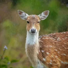 A spotted deer fawn stands in a light drizzle, its fur fluffed up against the cool rain. The soft light and direct gaze create a gentle and endearing portrait.