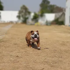 Harry the bulldog, trotting around like he owns the place. We love seeing our guests feel so confident and at home in our care.