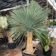 This Yucca Rostrata is a true showstopper. We source large, architectural plants like this that can become the living centerpiece of your garden or outdoor space.