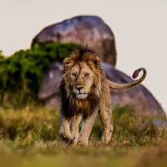 A closer look at the king. Here, you can see the focus in his eyes and the strength in his every step. This print brings you face-to-face with the untamed spirit of the African savanna.