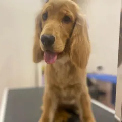 Leyla the Cocker Spaniel with a happy, relaxed expression. A proper groom helps prevent tangles in their fine hair, especially around the ears and feet.