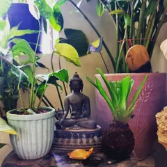 I love creating calm, green corners like this one. Here, a Kokedama plant sits next to a Buddha statue and other potted tropicals, like a ZZ plant and a Monstera. This arrangement brings a sense of peace and tranquility to the space.
