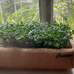 This is a dense, lush crop of broccoli microgreens growing in one of my coir grow bags. My DIY kits come with everything you need, including seeds and a sprayer, to easily grow your own superfoods at home.