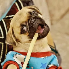 The head tilt, the wide eyes, the treat hanging from his mouth. This little pug's quirky personality came shining through in this shot. I focus on capturing these funny, candid moments that truly define who your pet is.