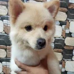 The 'before' shot. Here's Bolt when he first came in, ready for his spa day and a fresh new look.
