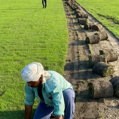 Quality starts at the source. Here you can see my team harvesting fresh grass rolls directly from my farm. This ensures you receive the healthiest, densest turf for your project, cut and delivered with care.