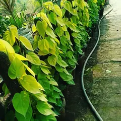 The Golden Money Plant is a classic choice for a reason. It is incredibly easy to grow, looks beautiful trailing from a shelf or climbing a moss stick, and is believed to bring good fortune.