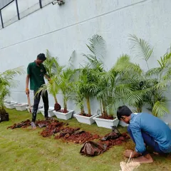 Our team at work planting Areca palms into modern white planters. This is part of a larger commercial landscaping project where we combine lawn areas with container gardening for a layered effect.