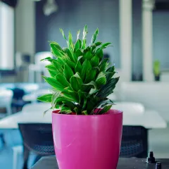 A pop of color can brighten any desk. This Dracaena plant in a vibrant pink pot is a great example of a simple, low-maintenance desk plant that adds energy to a workspace.