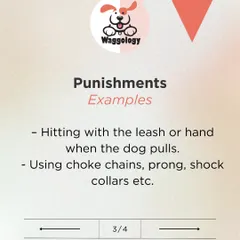 I never use methods that cause fear or pain, such as choke chains or hitting. Punishment creates anxiety and can damage the trust between you and your pet, which is the opposite of what we want to achieve.