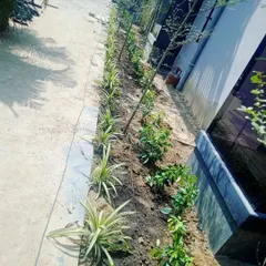 The initial stage of a garden bed project. We prepare the soil and carefully place each plant according to the design plan, ensuring proper spacing for healthy growth.
