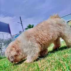 A fluffy Shih Tzu explores the sights and smells of our green grass. Our outdoor area is a sensory paradise for dogs, allowing them to engage their natural instincts in a safe and clean setting.