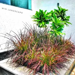 A key part of my design work is selecting the right plants. This planter shows a combination of textures and colors, with vibrant red fountain grass providing a contrast to the bright green foliage of the Plumeria plant behind it.