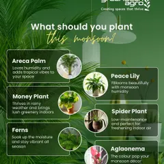 Wondering what to plant this monsoon? We recommend humidity-loving plants like Areca Palm, Peace Lily, and Ferns. They thrive in the rainy season and keep your indoor air fresh.