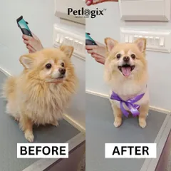 This Pomeranian's before and after is one of our favorites. A good grooming session not only improves looks but also boosts their happiness and comfort.