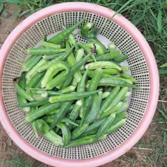 A fresh harvest of homegrown, organic ladyfingers. I'll teach you the right potting mix and watering schedule to get a continuous supply of vegetables like this.